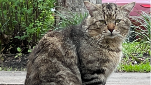 Lost Pet: Fluffy