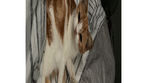 Lost Pet: Tater