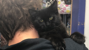 Lost Pet: Juniper
