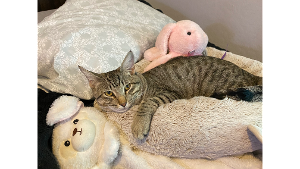 Lost Pet: Bruni