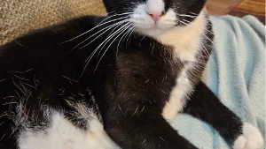 Lost Pet: Butler