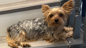 Lost Pet: Tinker