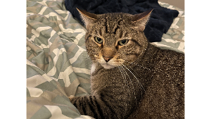 Lost Pet: Binx