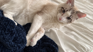 Lost Pet: Apollo