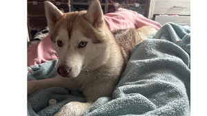 Lost Pet: Skye Marie Gaynor