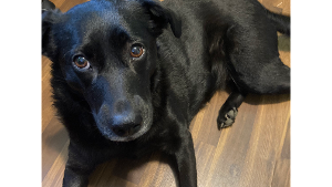 Lost Pet: Jenna