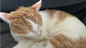Lost Pet: Chibo