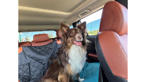 Lost Pet: Blue