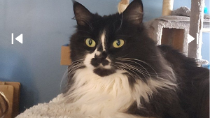 Lost Pet: Zita