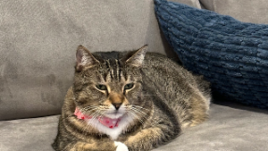 Lost Pet: Tabby Girt