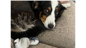 Lost Pet: Kona
