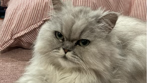 Lost Pet: Basil
