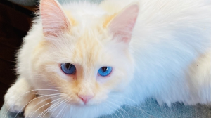 Lost Pet: Zen Angel Hell Spitfire