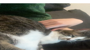 Lost Pet: Ostara