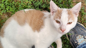 Lost Pet: Skeeter
