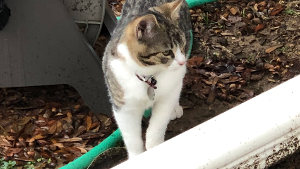 Lost Pet: Benny