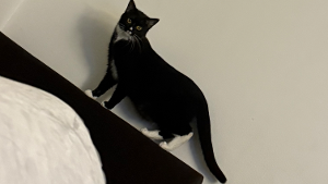 Lost Pet: MERCY