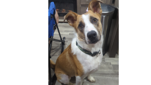 Lost Pet: Bandit