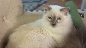 Lost Pet: Pinky