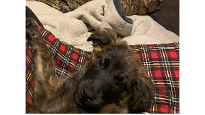 Lost Pet: Harley