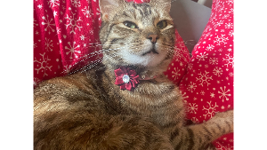 Lost Pet: April