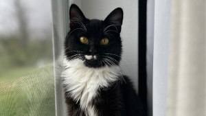 Lost Pet: Winnie