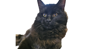 Lost Pet: Grizzly