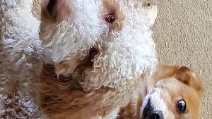 Lost Pet: Charles Arthur Barkley  (goes by Charlie)