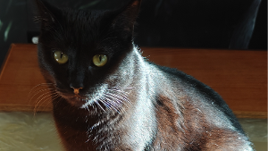 Lost Pet: Mirage
