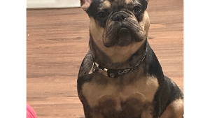 Lost Pet: Milo