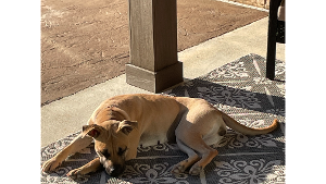 Lost Pet: Rosie