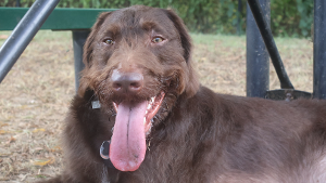 Lost Pet: Enzo
