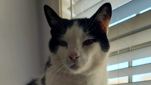 Lost Pet: Patrick Arnett