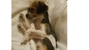 Lost Pet: TinyTot