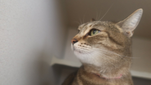 Lost Pet: Bonnie Belle