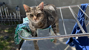 Lost Pet: Felix