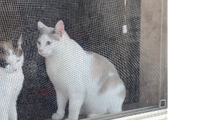 Lost Pet: Oscar