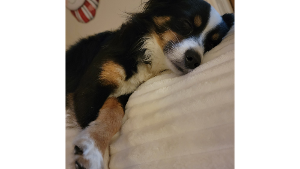Lost Pet: Jax