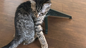 Lost Pet: Sunny