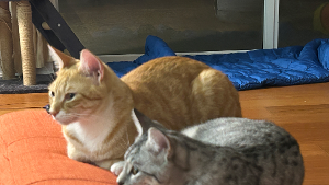 Lost Pet: Simba