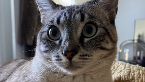 Lost Pet: Meridian Miller