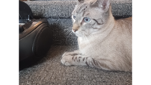 Lost Pet: Jacob