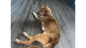 Lost Pet: Bo