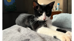 Lost Pet: Tux