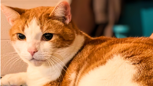 Lost Pet: Mr. Jingles