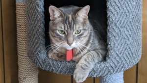 Lost Pet: Purrsephone