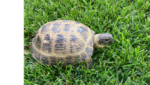 Lost Pet: Dora