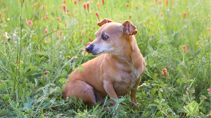 Lost Pet: Buddy