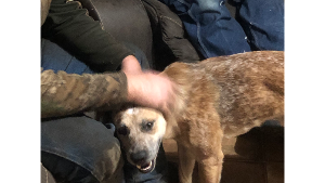 Lost Pet: Duke