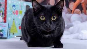Lost Pet: Binx